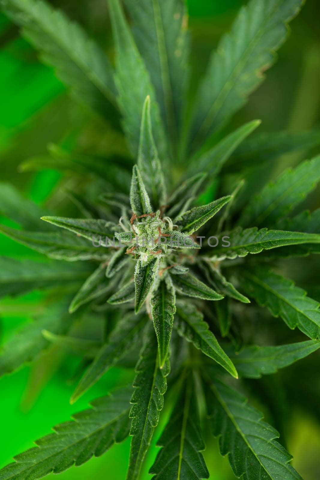 Marijuana plant with medical cannabis, cbd