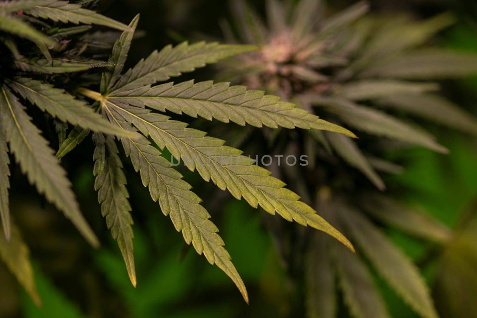 Weed medicine leaf, Grow indica flowering, Cannabis plant, Marijuana