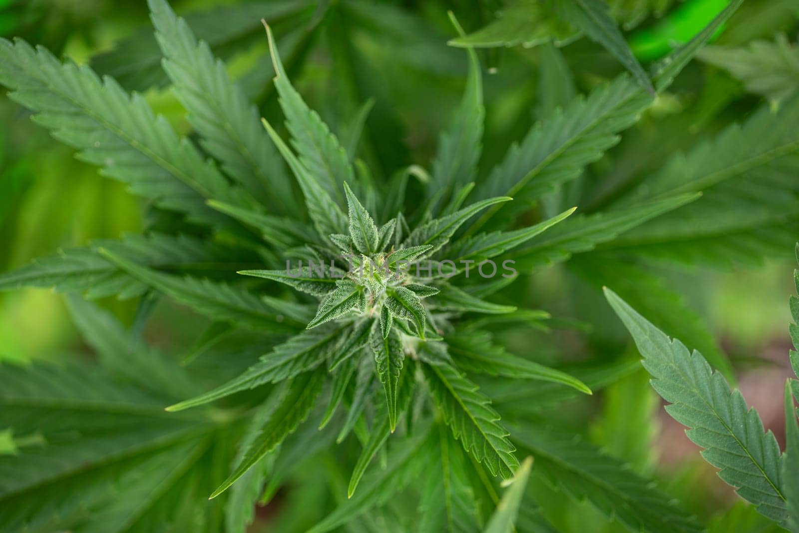 Close up view of green marijuana plant