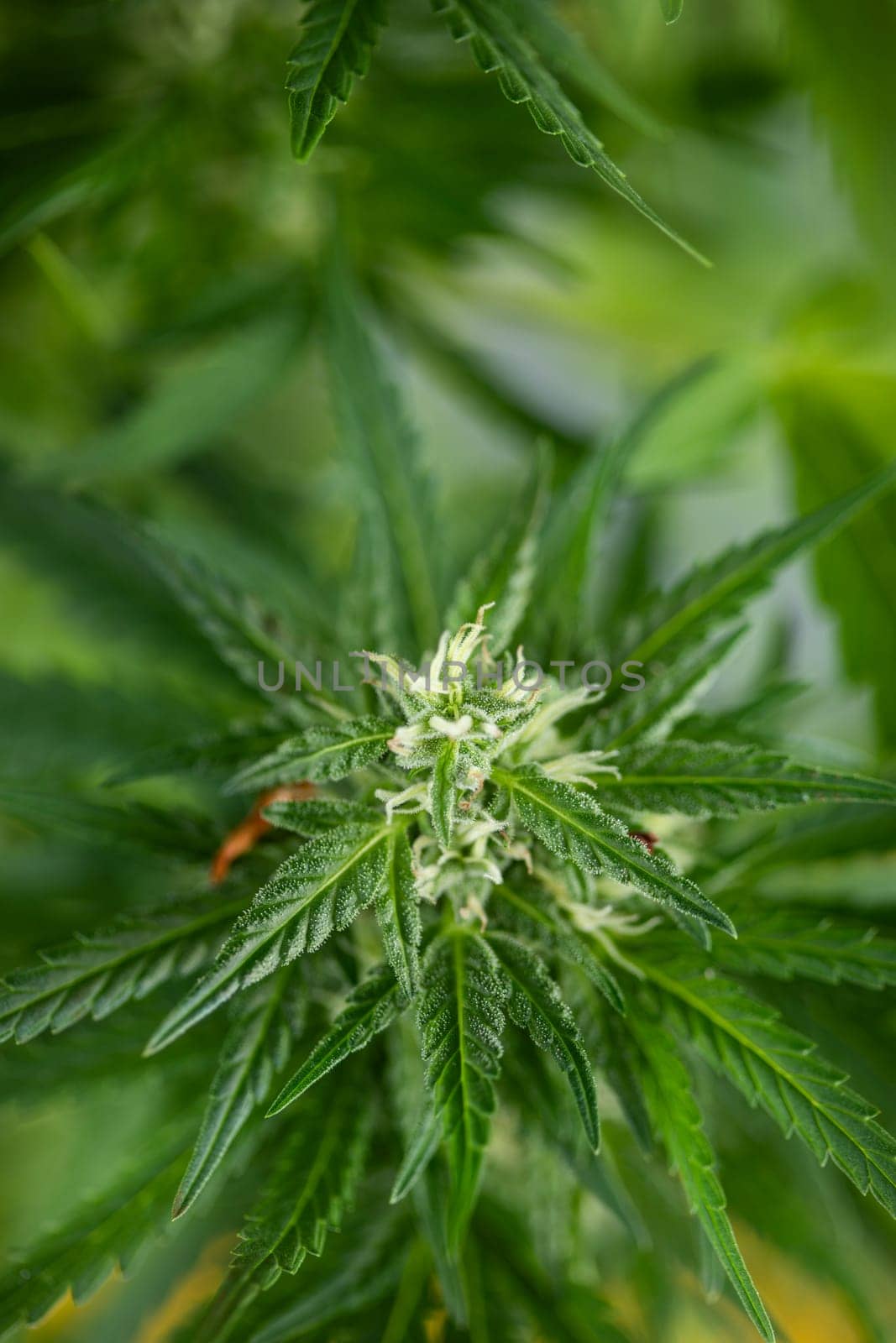 Close up view of green marijuana plant