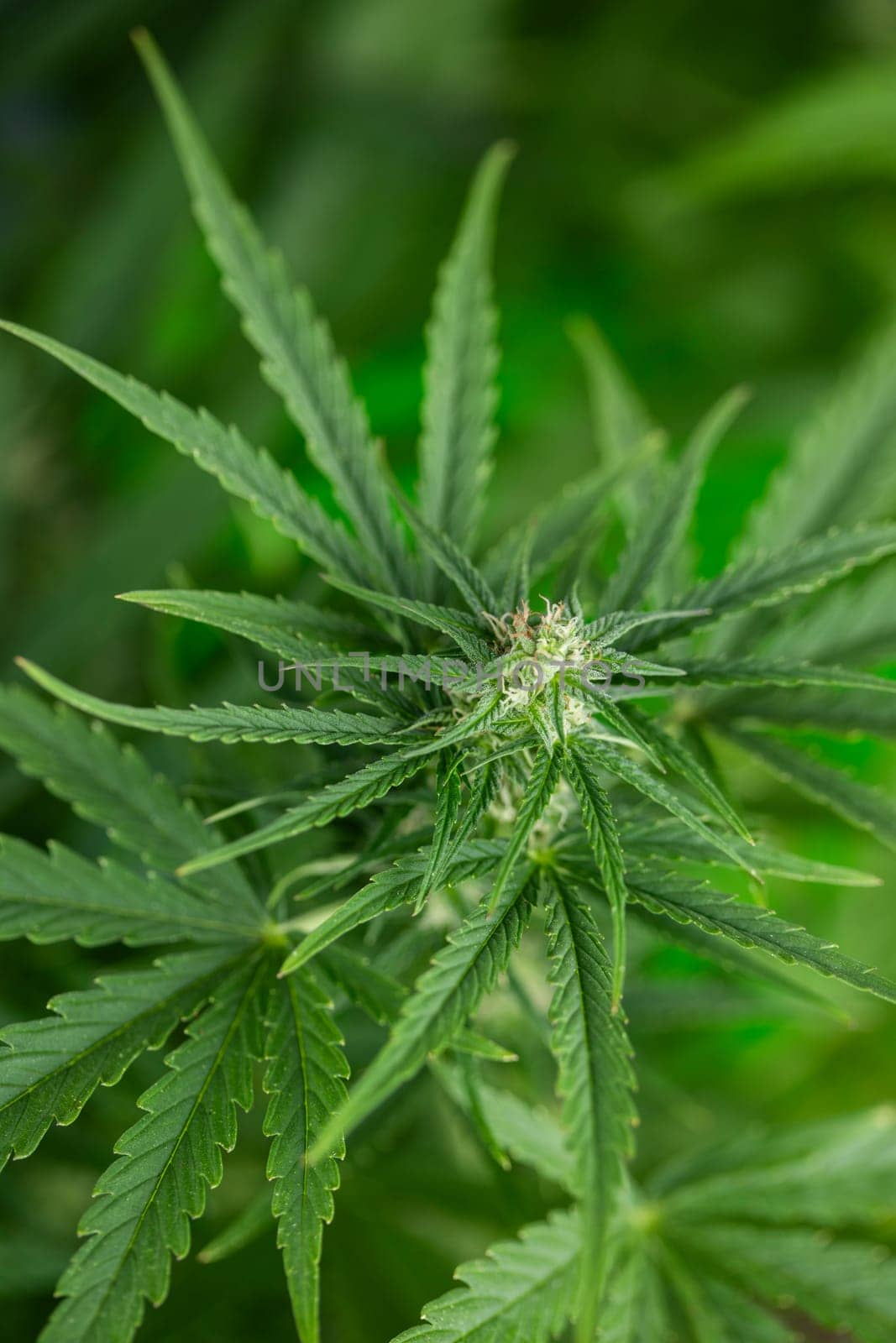 Cannabis leaf and marijuana plant. medical marijuana cannabis