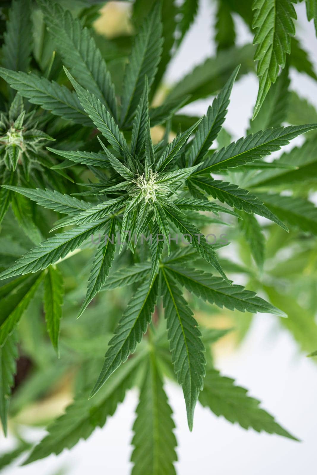 Close up view of green marijuana plant