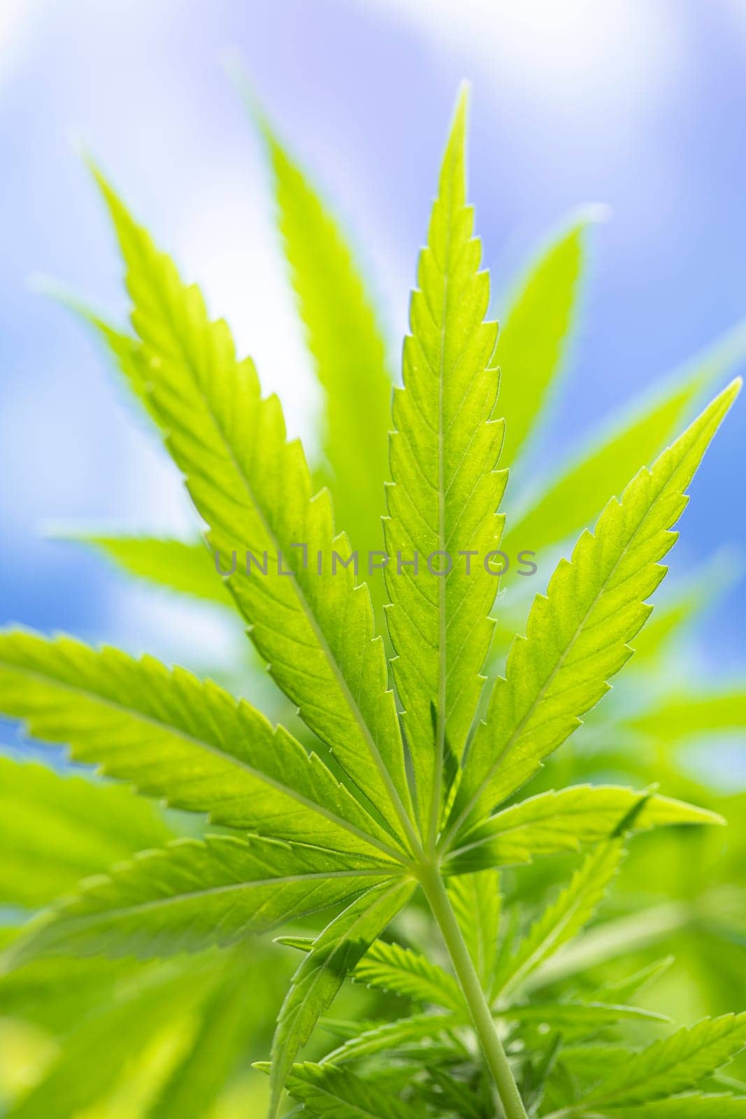 Close up view of green marijuana plant