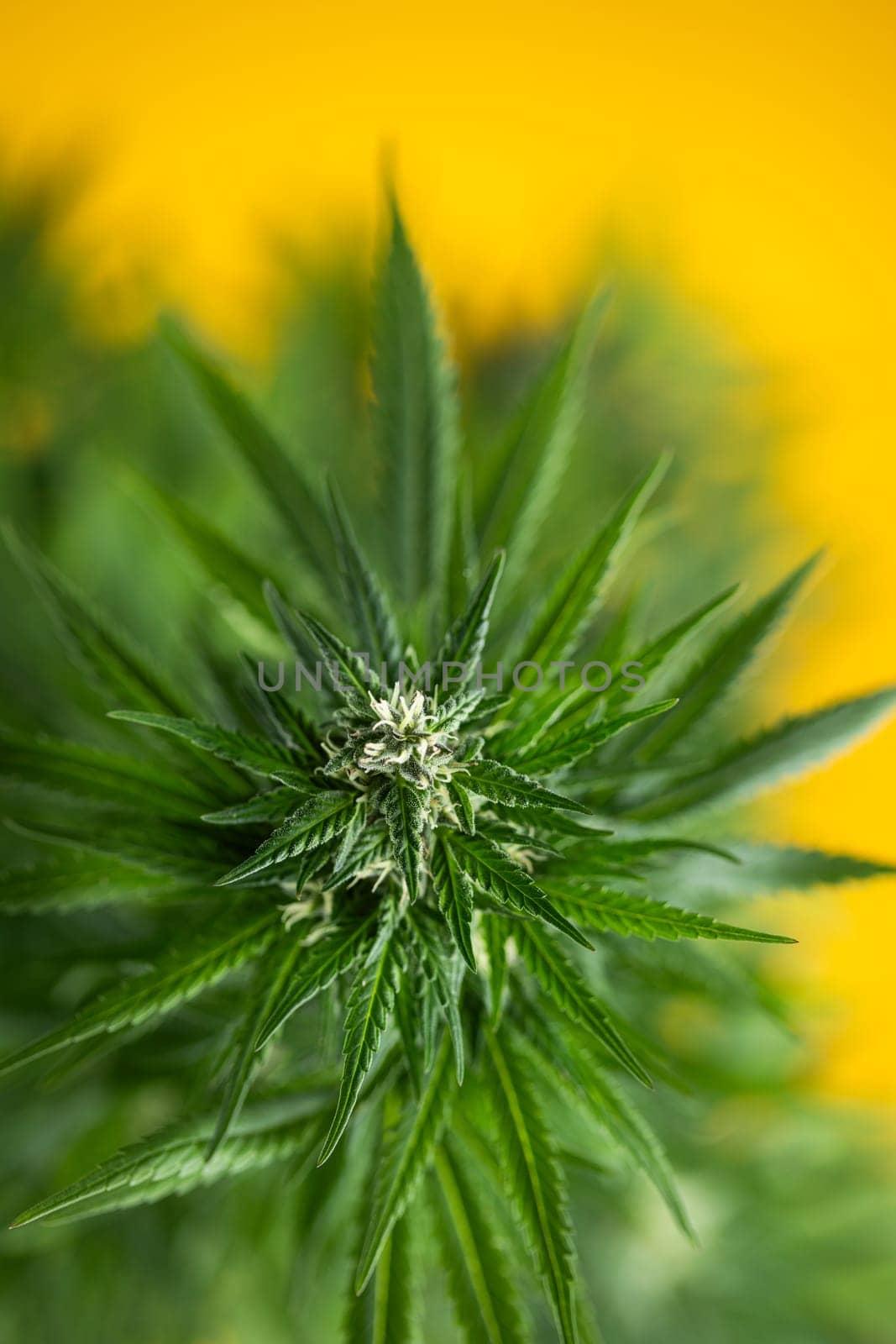 Cannabis leaves, Hemp medical plant, Marijuana