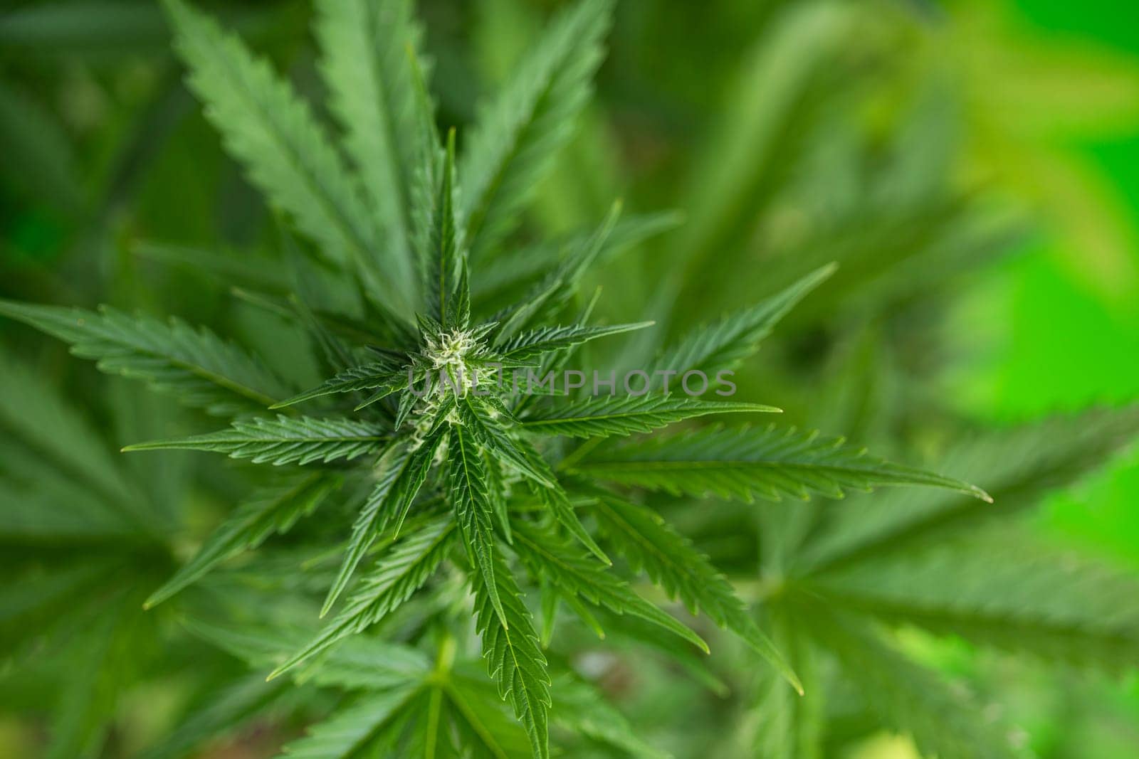 Cannabis leaves, Hemp medical plant, Marijuana
