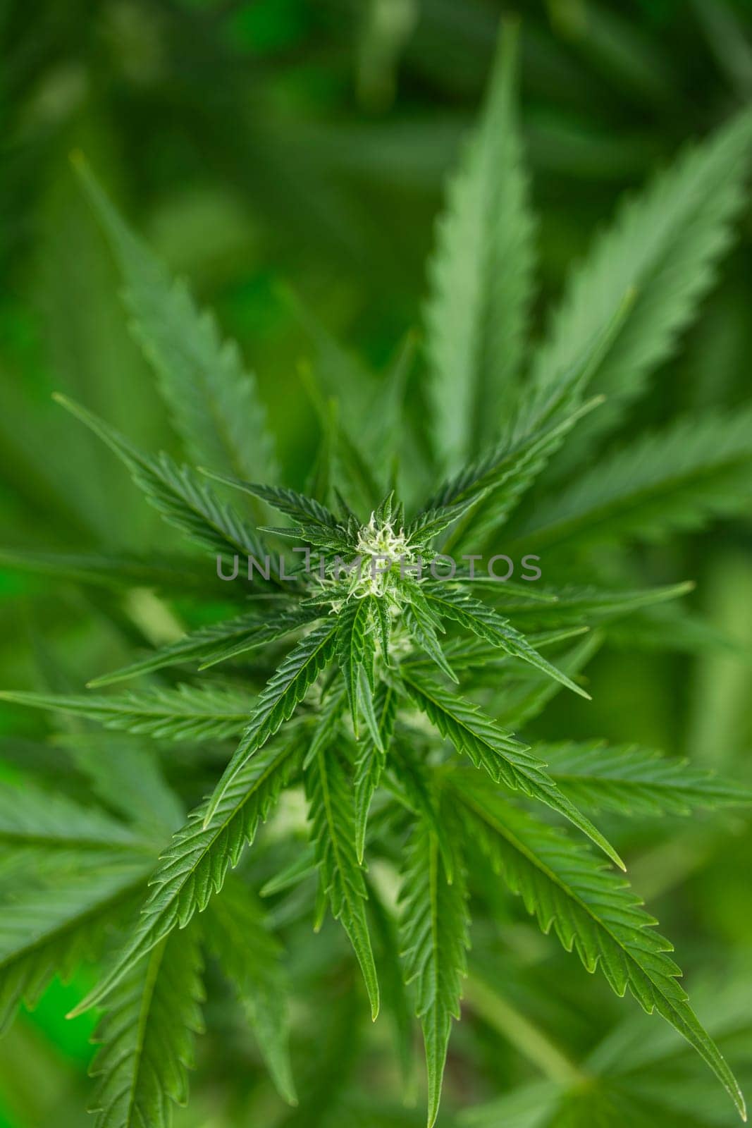 Green cannabis flowers, Weed medicine leaf, Marijuana