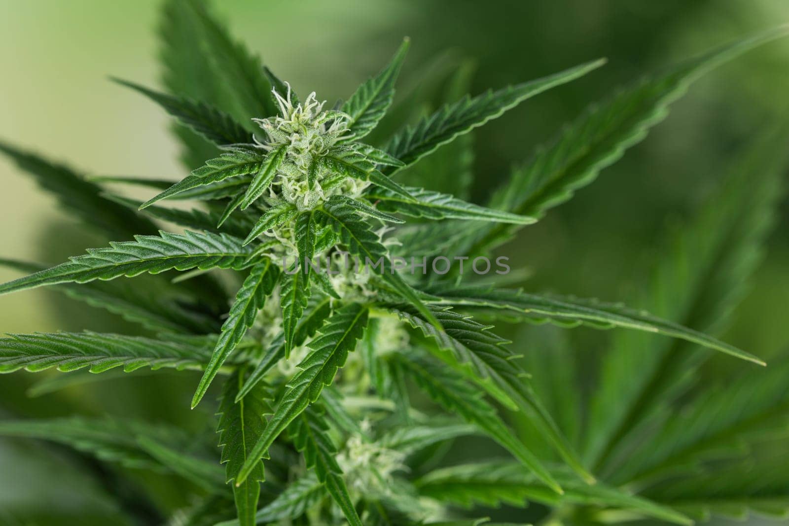 Close up view of green marijuana plant