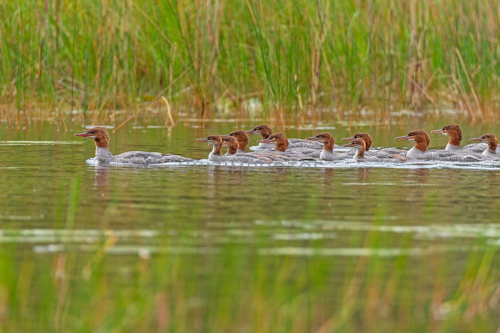 A Dopping of Mergansers in a Verdant Stream in in Sioux Narrows Provincial Park in Ontario