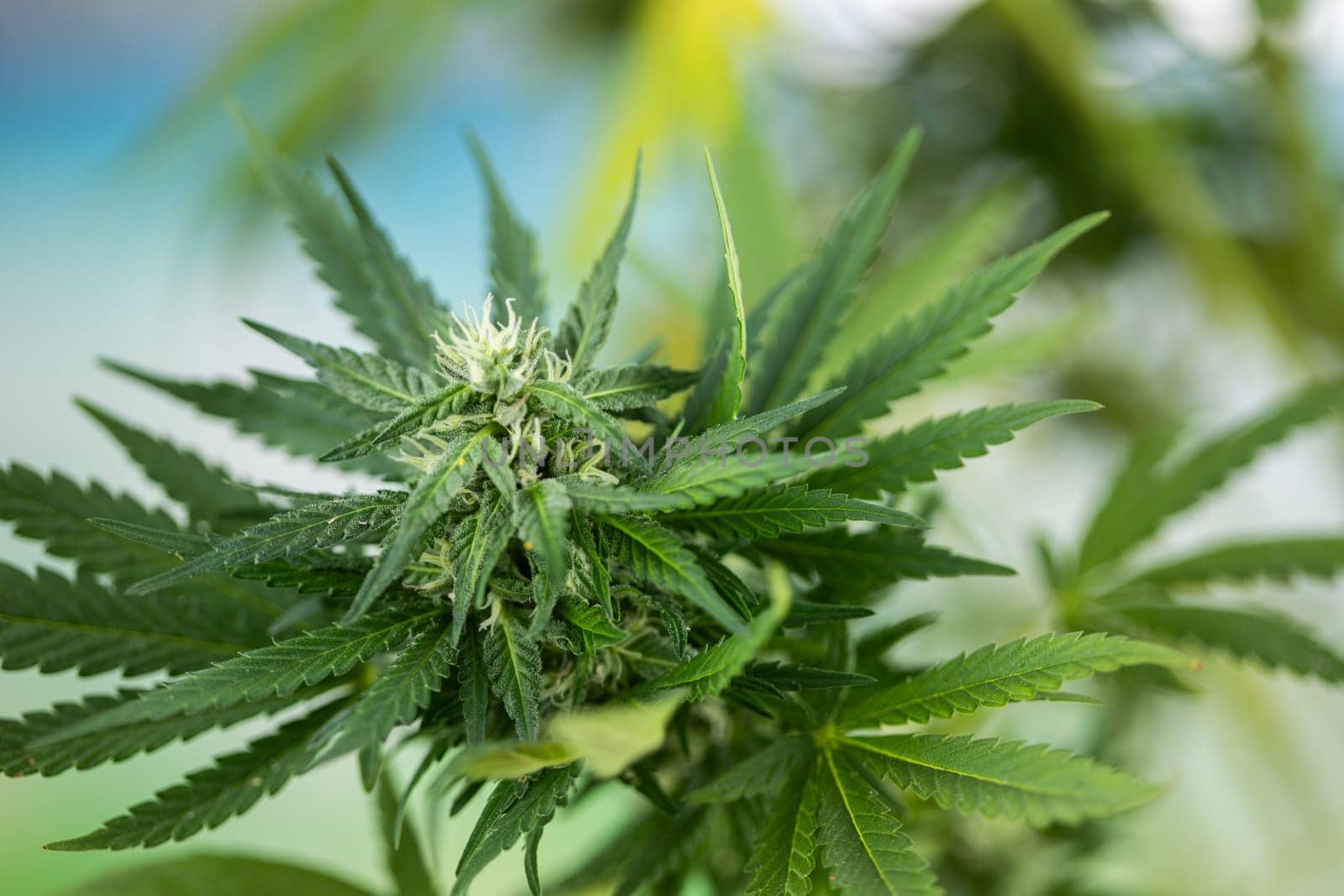 Cannabis leaf and marijuana plant. medical marijuana cannabis