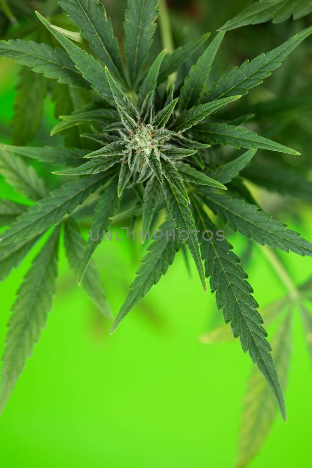 Close up view of green marijuana plant