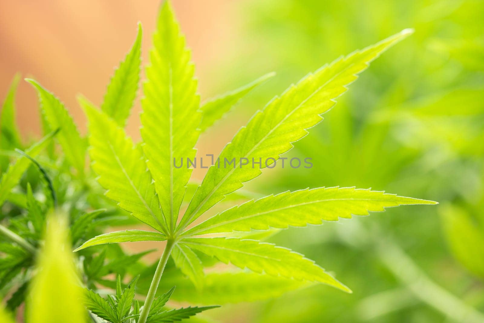 Cannabis leaf and marijuana plant. medical marijuana cannabis