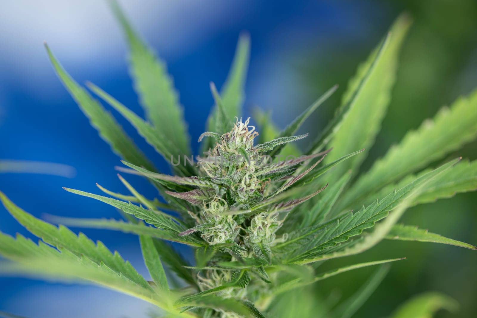 Cannabis leaf and marijuana plant. medical marijuana cannabis