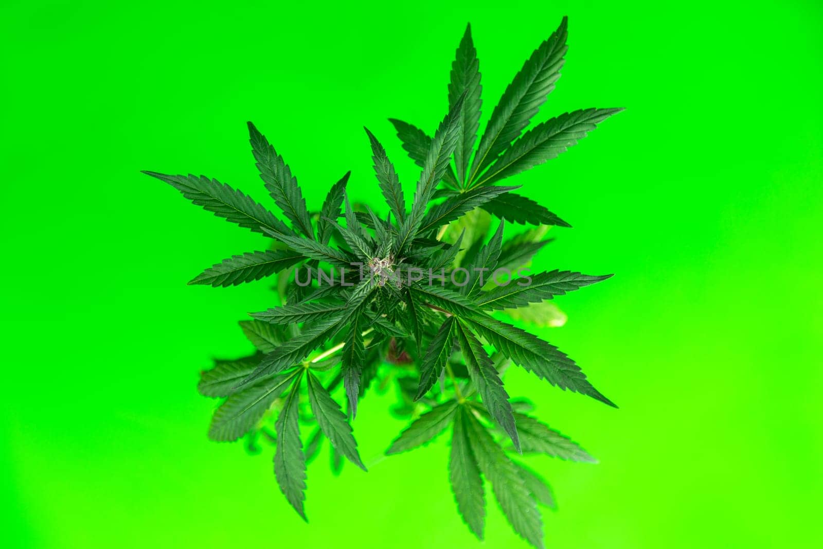 Cannabis leaves, Hemp medical plant, Marijuana