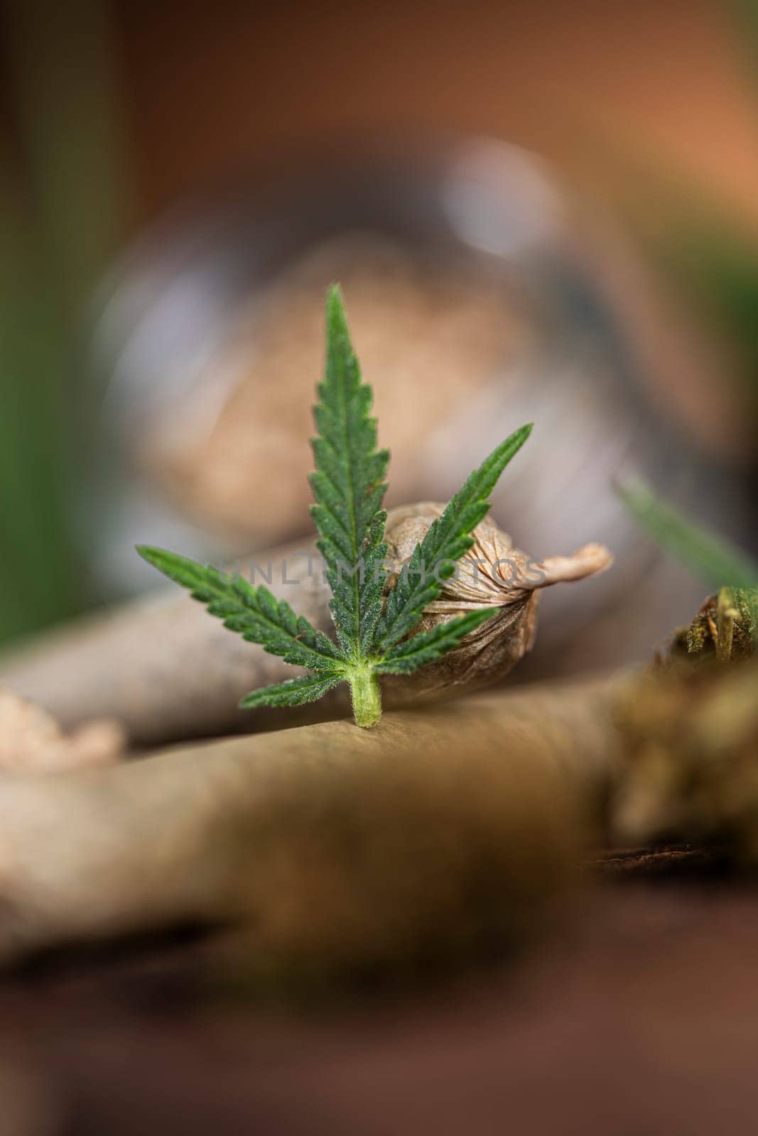 Blunt, Cbd,  Marijuana bud with cannabis