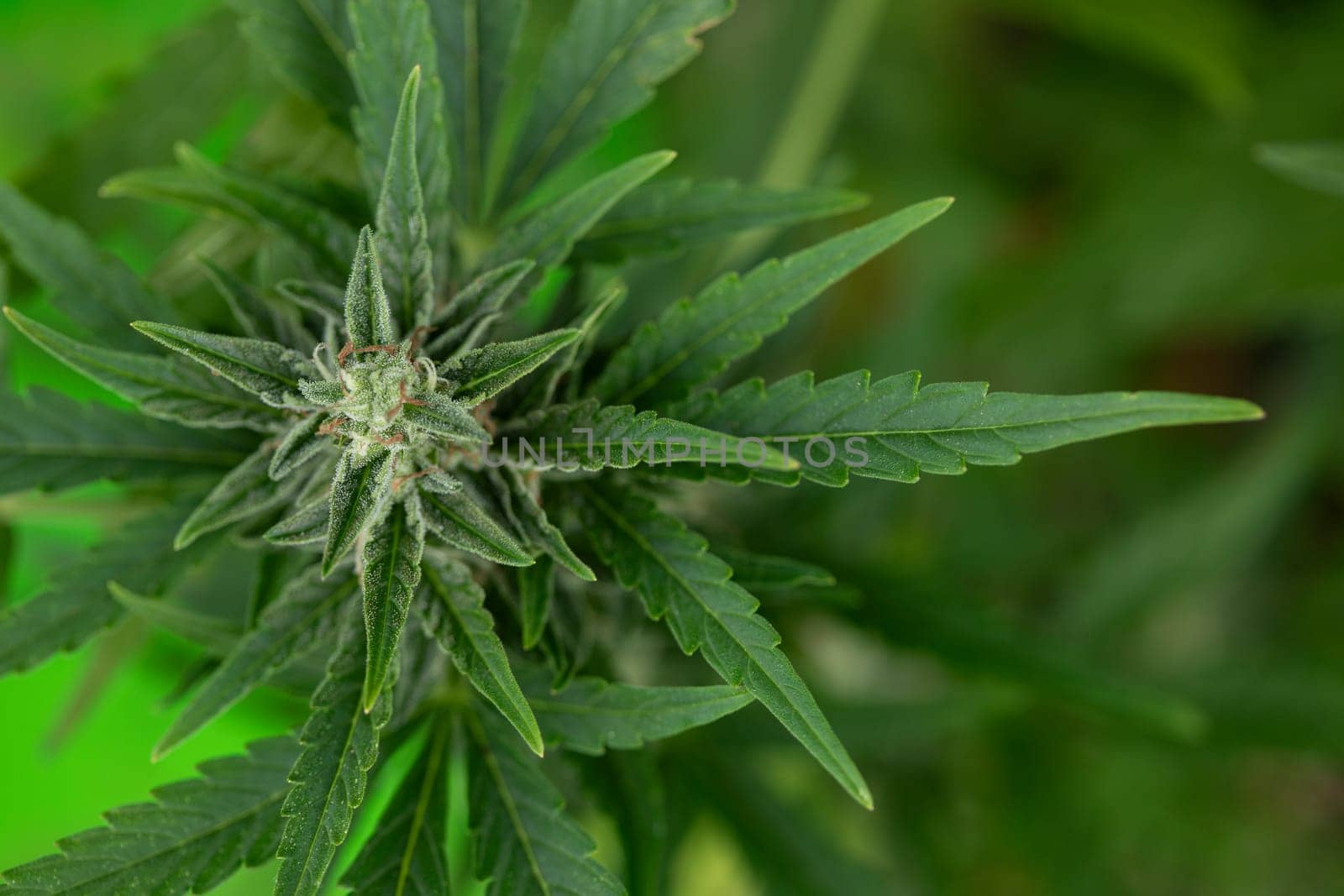 Close up view of green marijuana plant