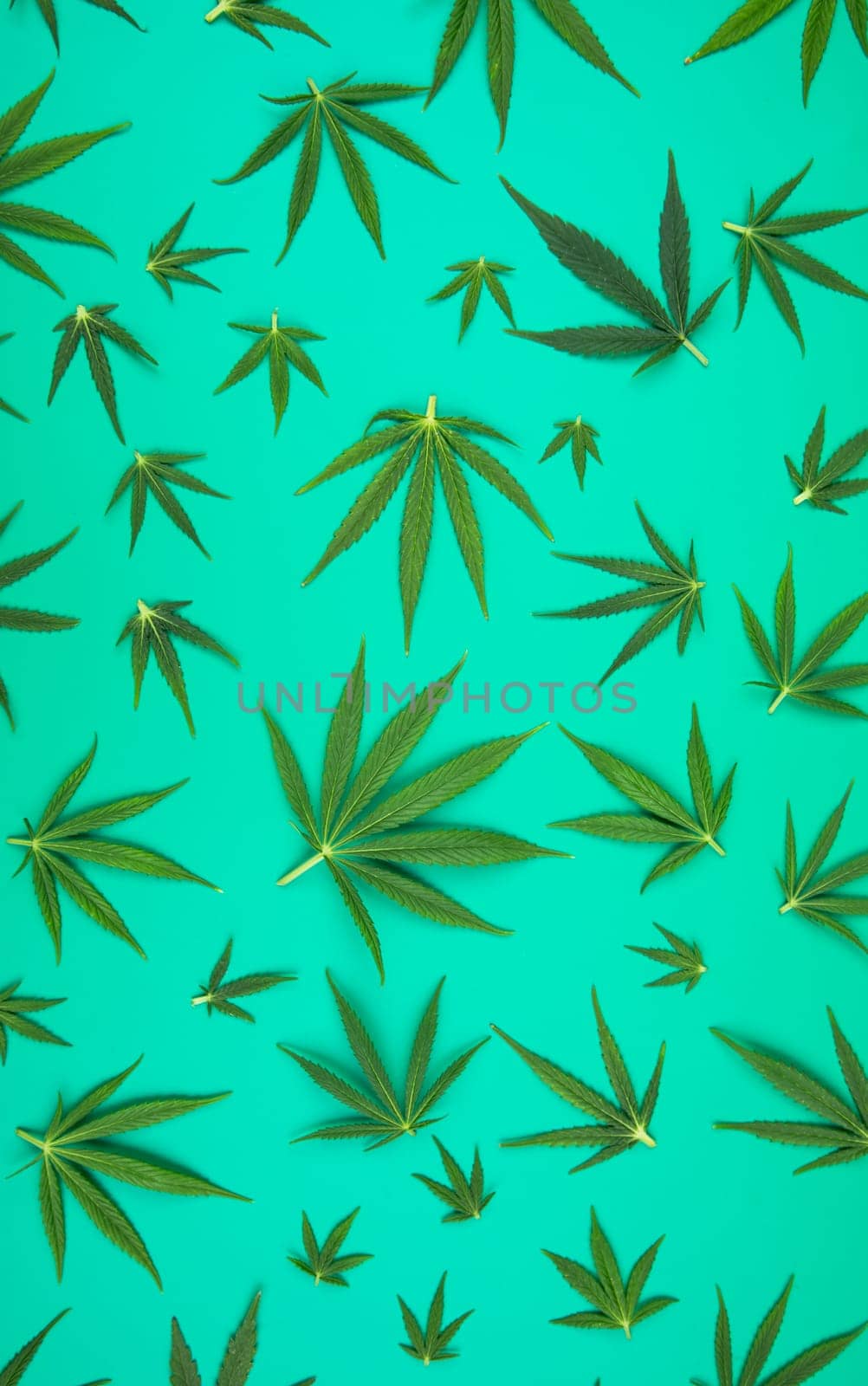 Marijuana cannabis leaf in the light