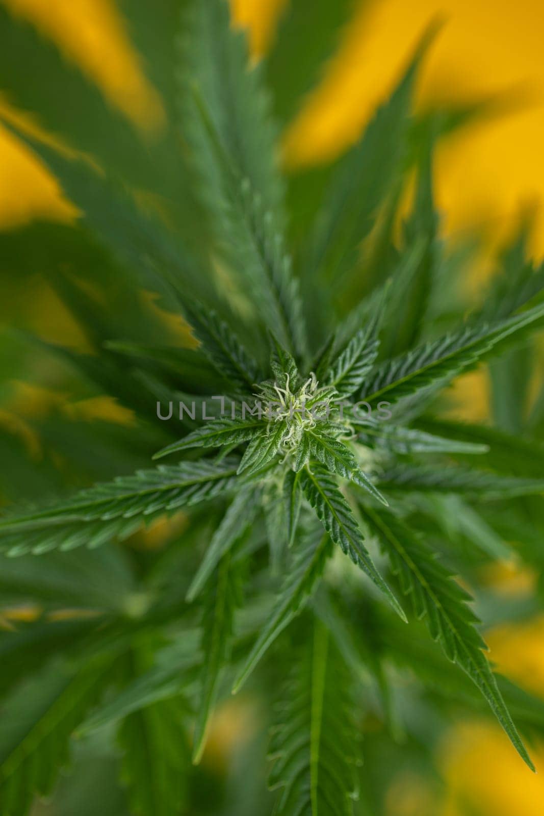 Cannabis leaves, Hemp medical plant, Marijuana