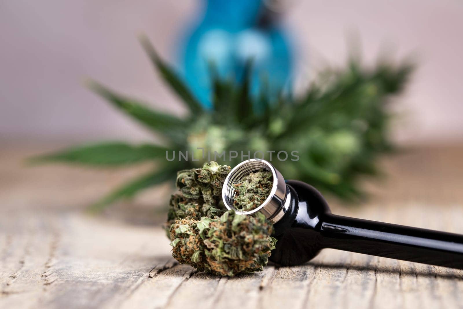 Marijuana and cannabis buds, cbd concept