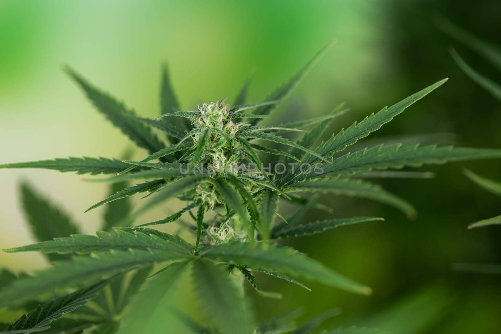 Marijuana, cannabis plant. cannabis plant