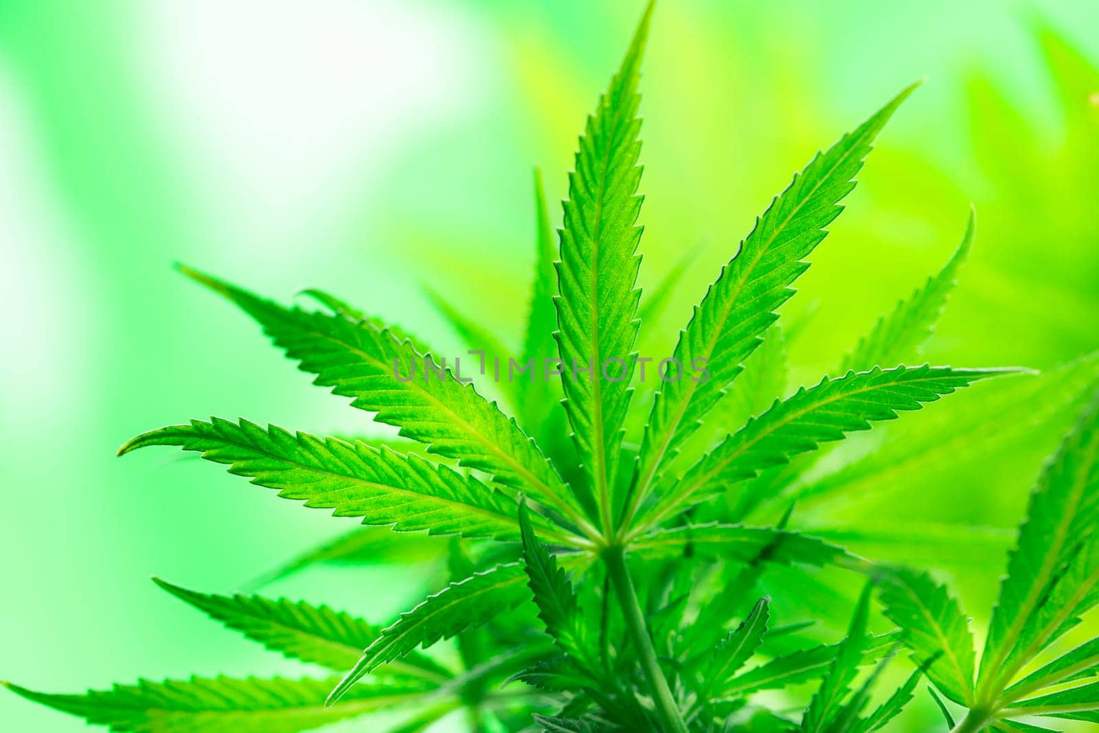 Close up view of green marijuana plant
