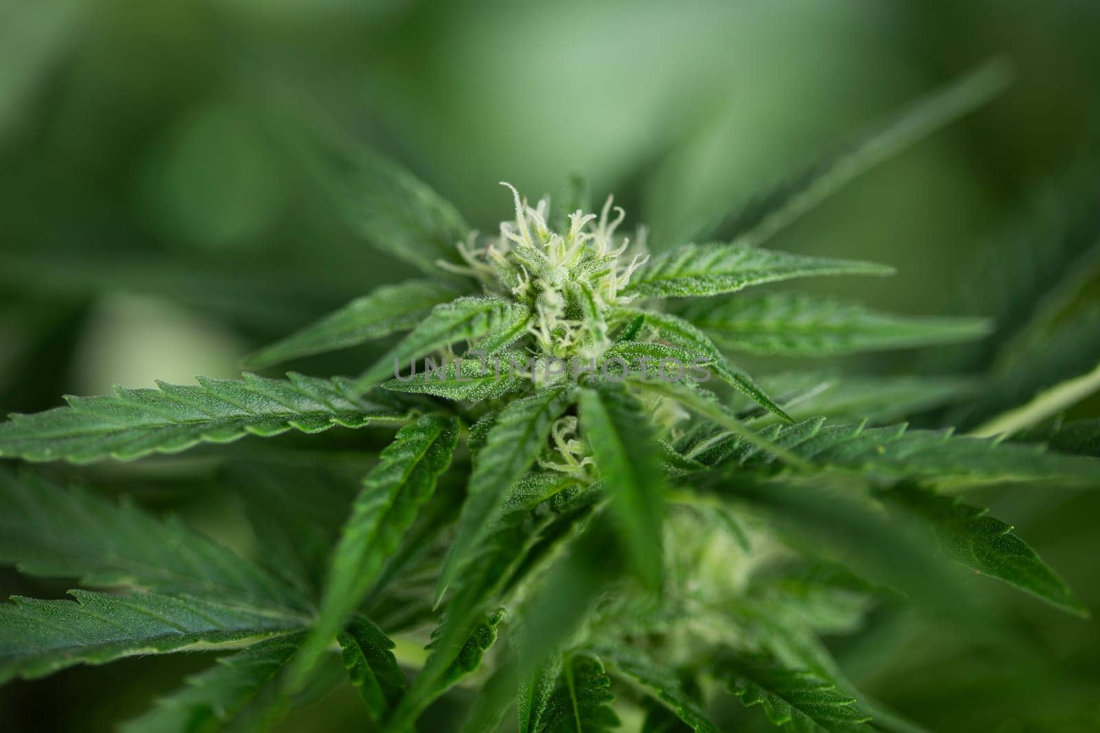 Cannabis leaf and marijuana plant. medical marijuana cannabis