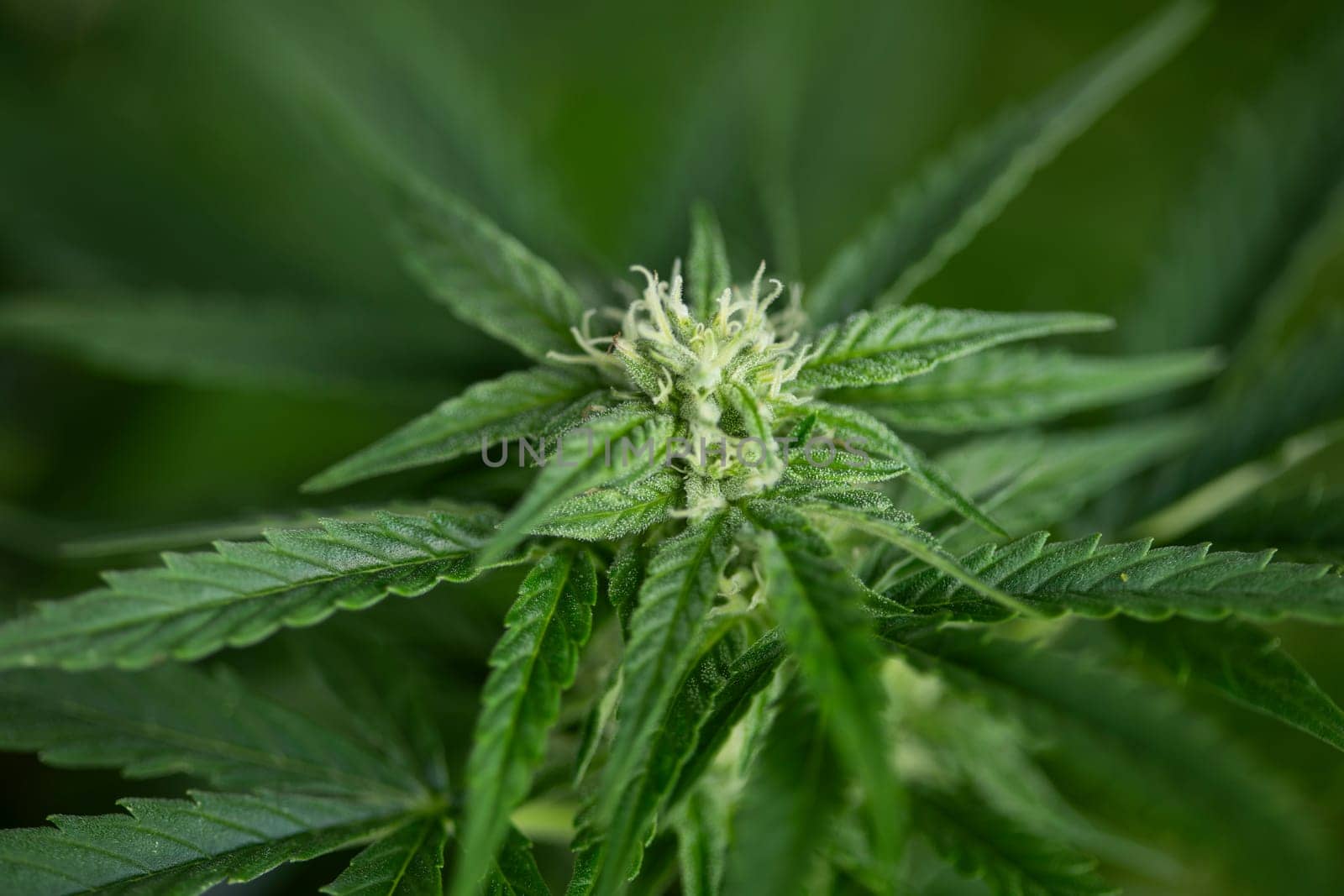 Cannabis leaves, Hemp medical plant, Marijuana