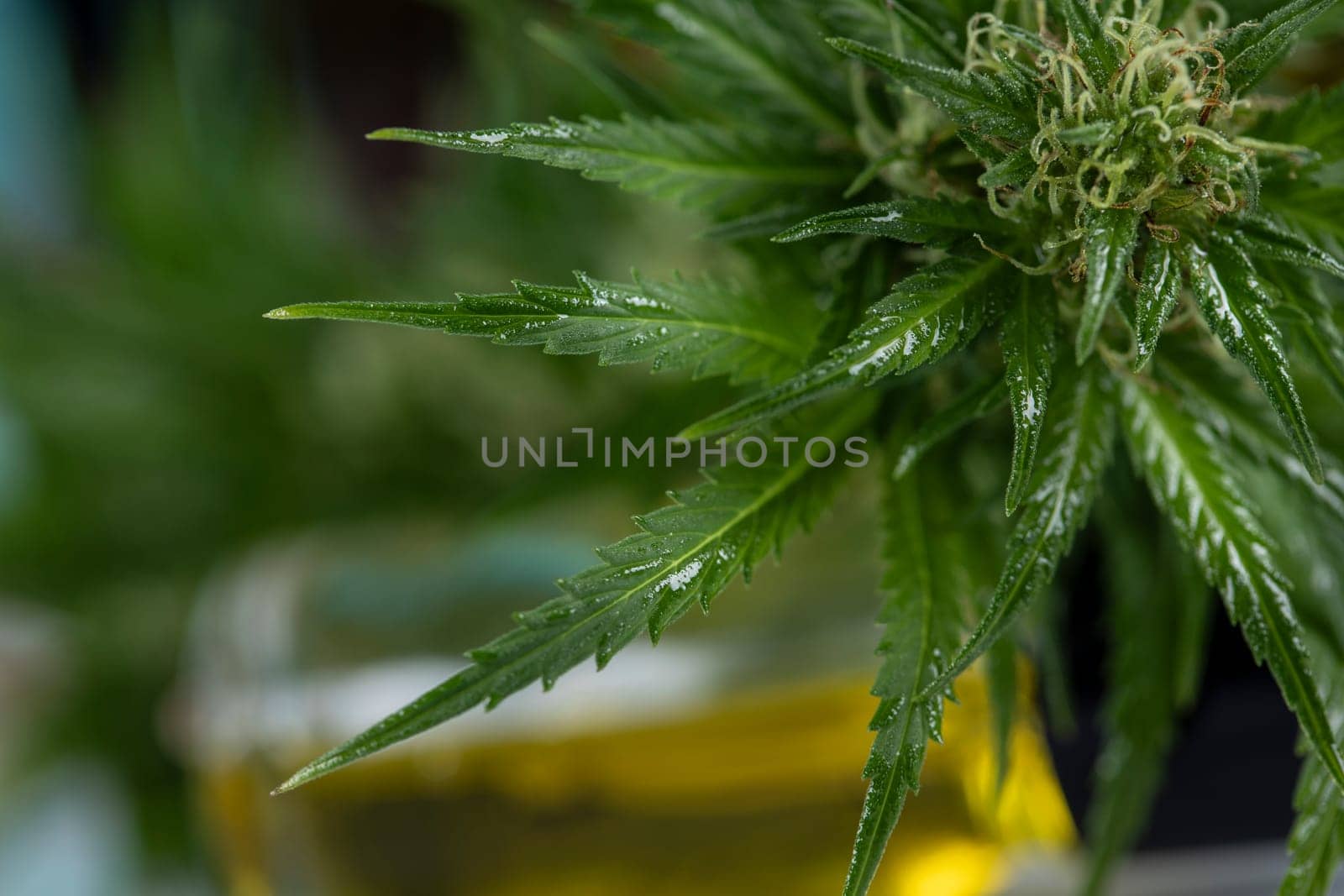 Marijuana plant with medical cannabis, cbd