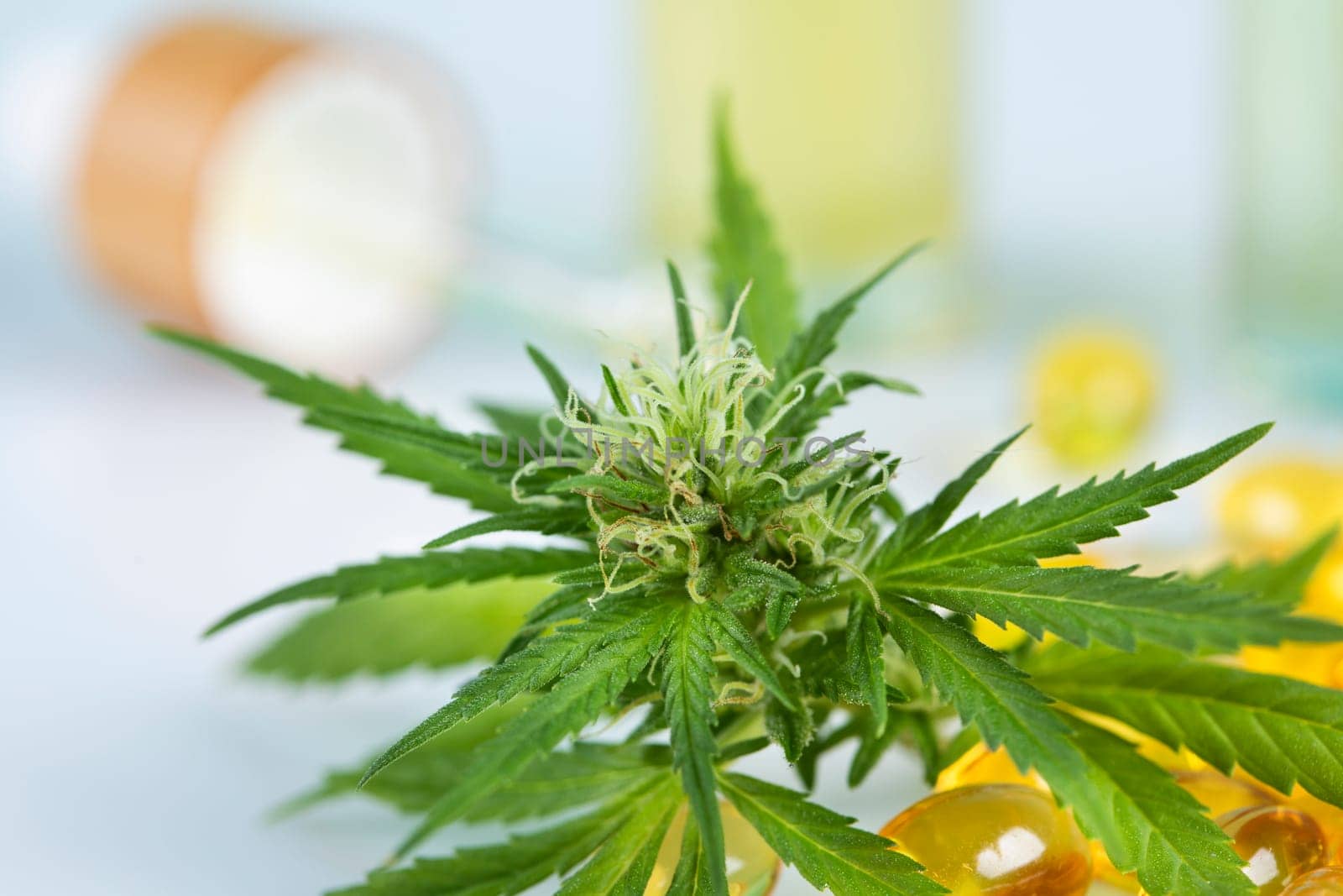 Cannabis leaf and capsules cbd on a white background. top view