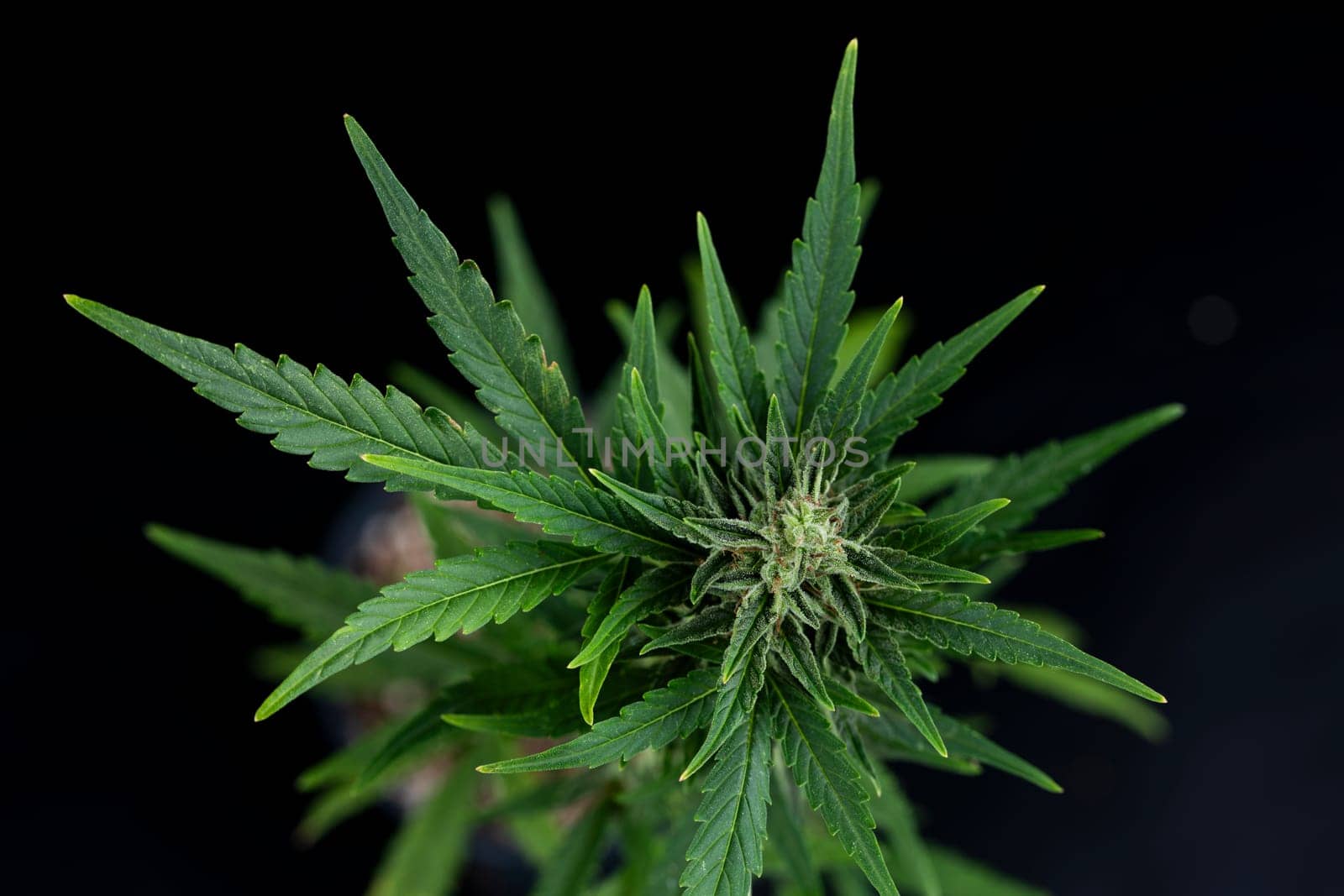Marijuana plant with medical cannabis, cbd