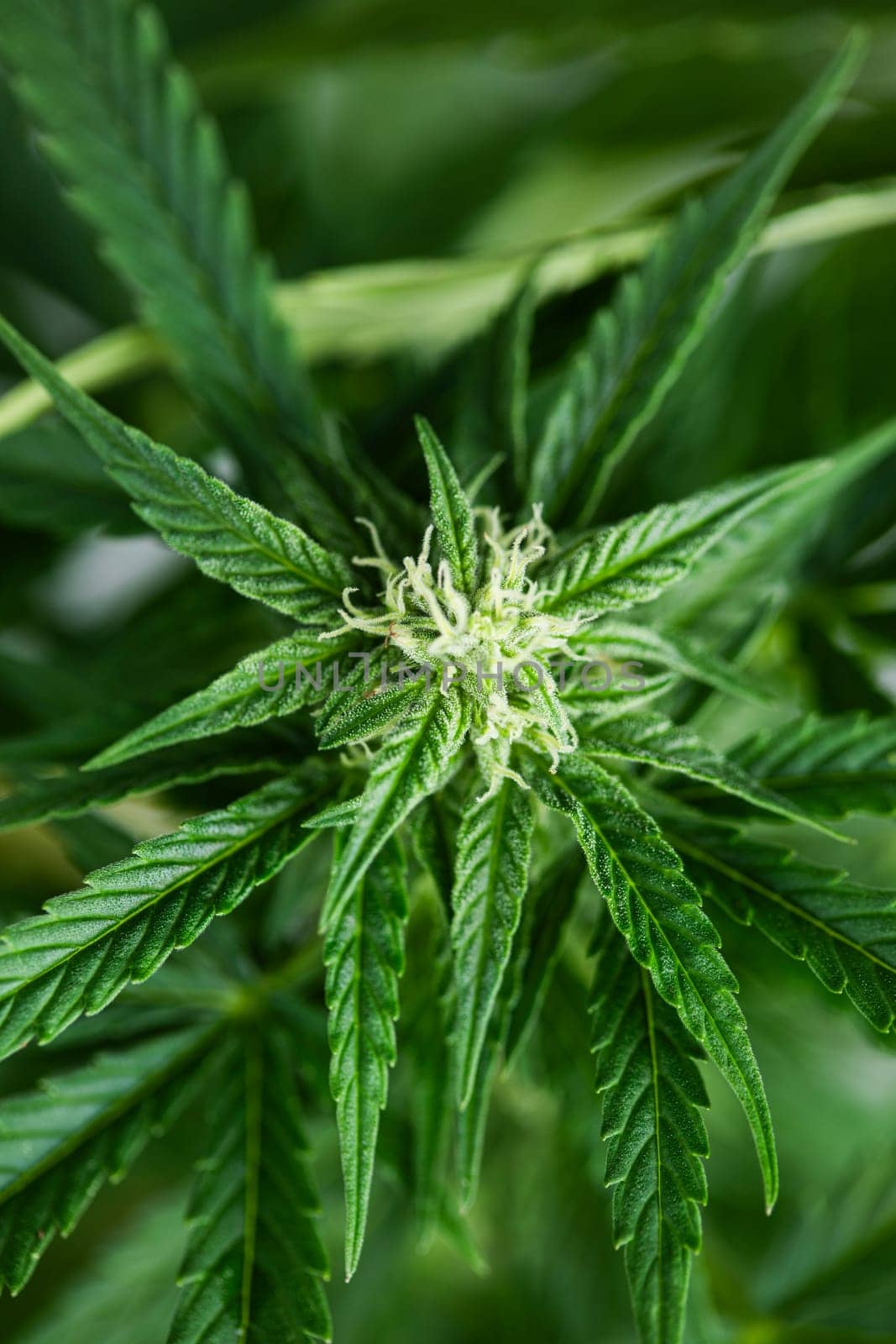 Close up view of green marijuana plant