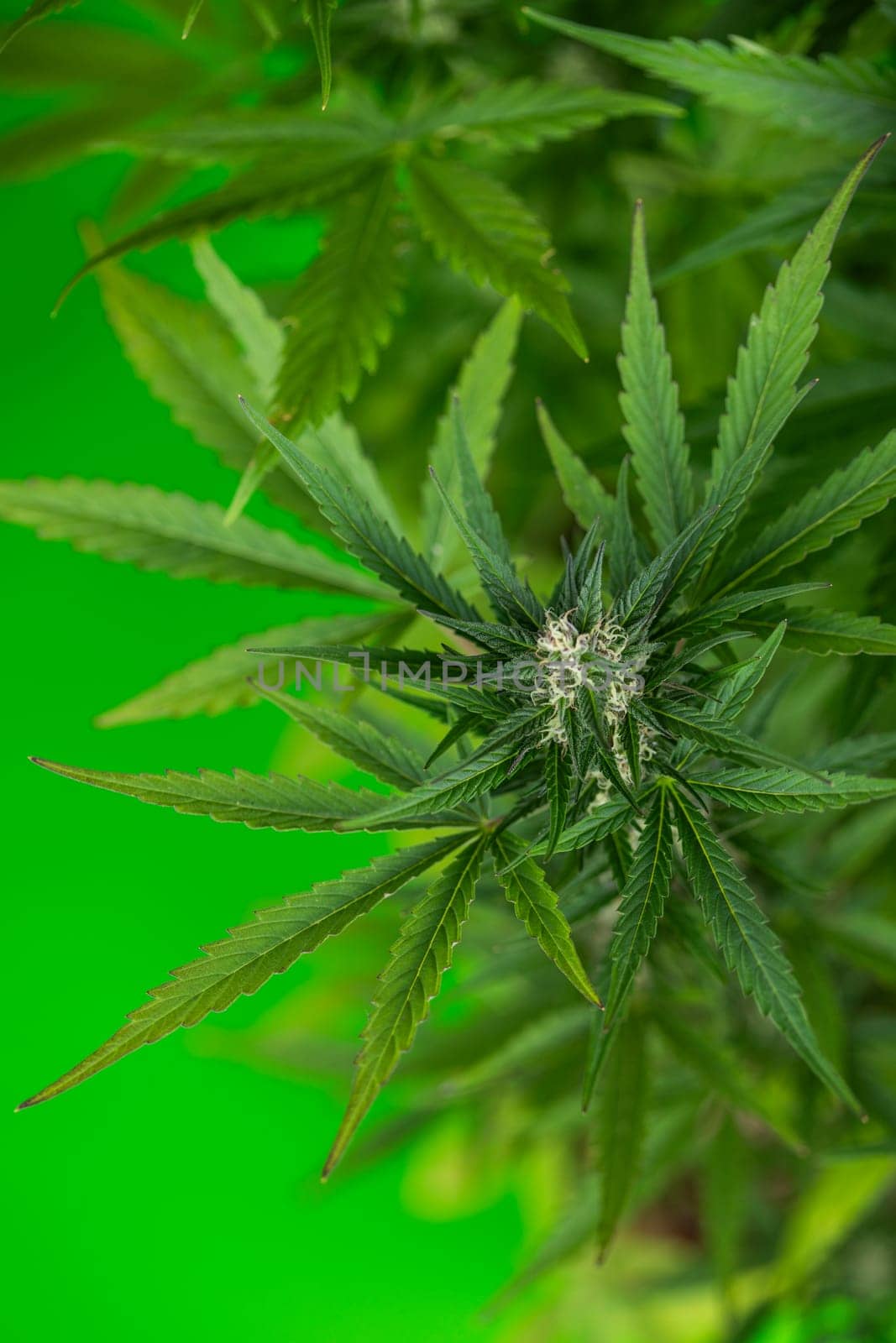 Close up view of green marijuana plant