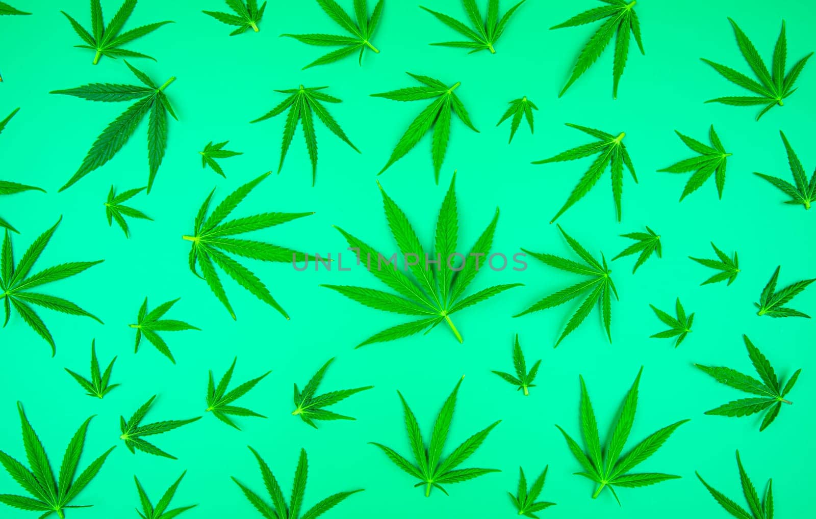 Marijuana cannabis leaf in the light
