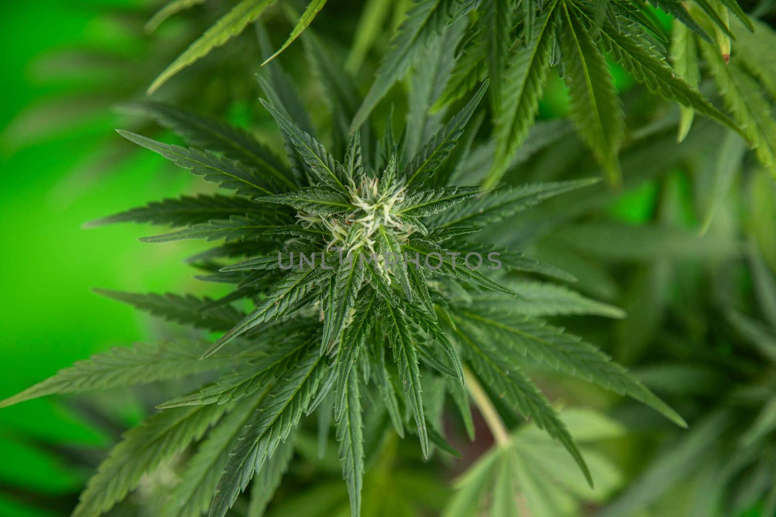 Cannabis leaf and marijuana plant. medical marijuana cannabis