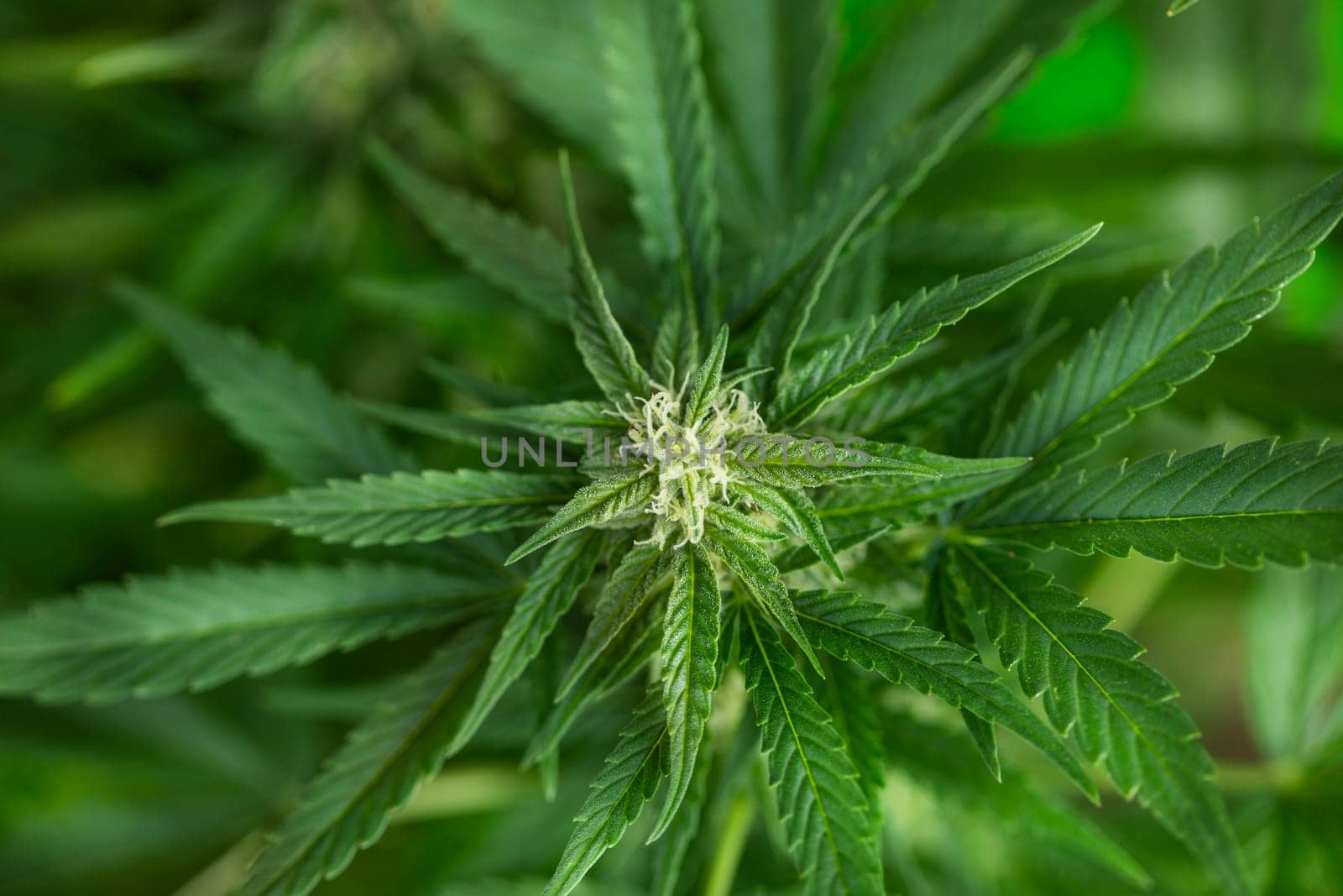 Close up view of green marijuana plant