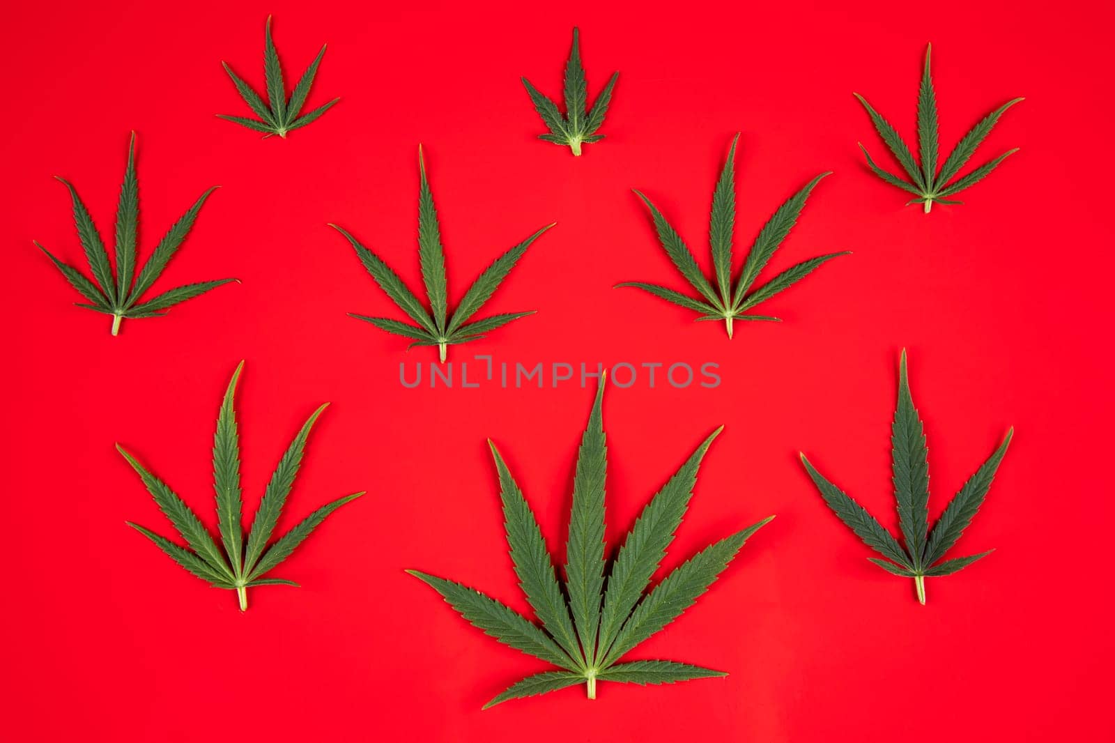 Flat lay composition, cbd, Cannabis leaves with marijuana
