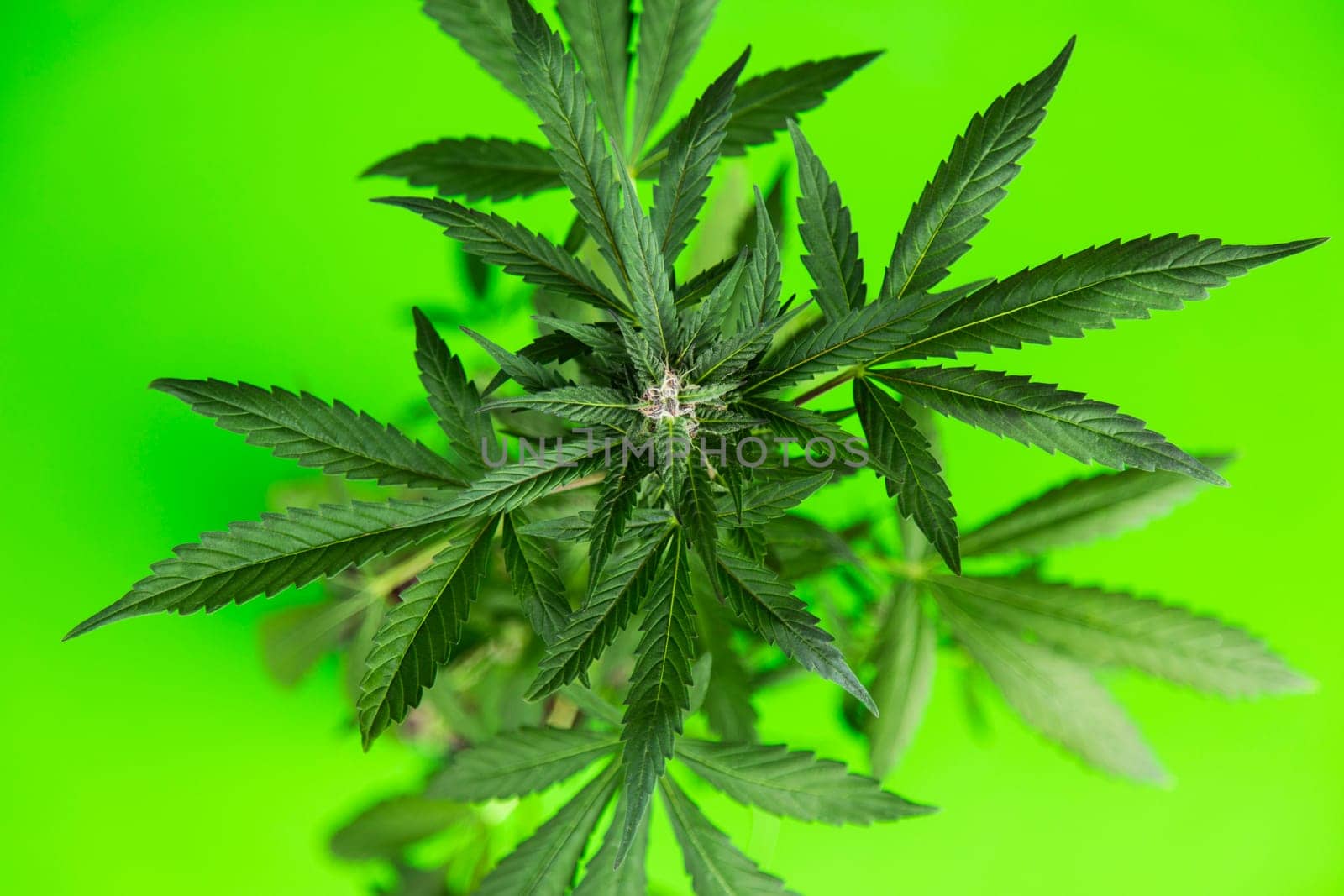 Cannabis leaves, Hemp medical plant, Marijuana