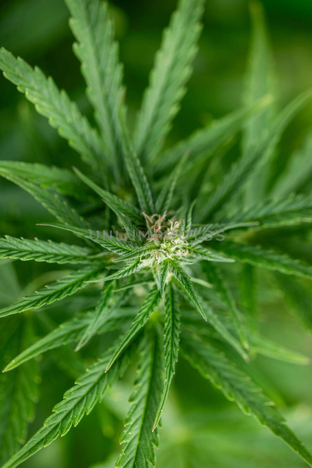 Close up view of green marijuana plant
