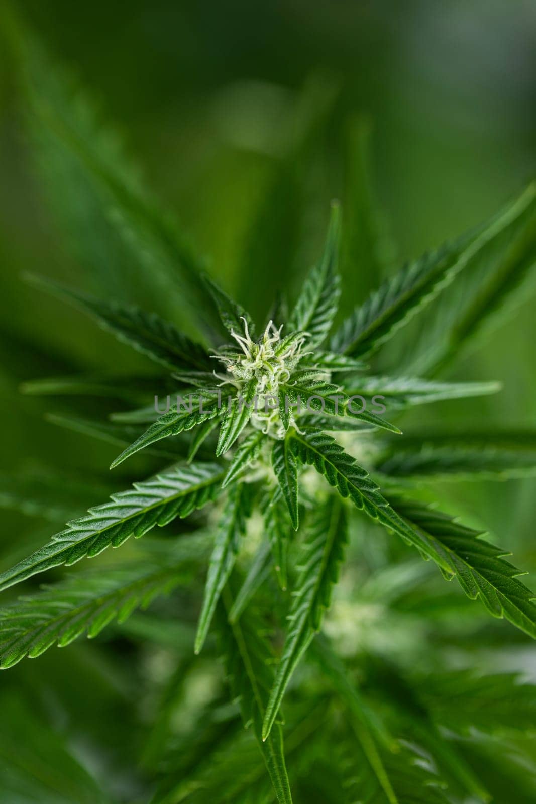 Cannabis leaf and marijuana plant. medical marijuana cannabis