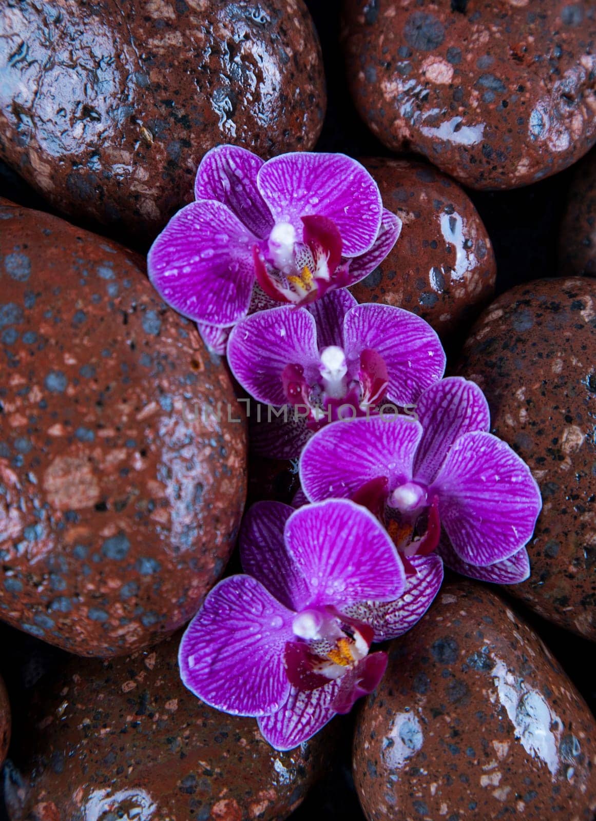 Stones in a purple and pink orchid flower