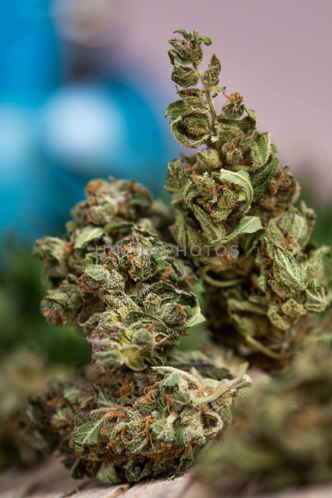 Marijuana, cannabis bud and weed, cbd concept