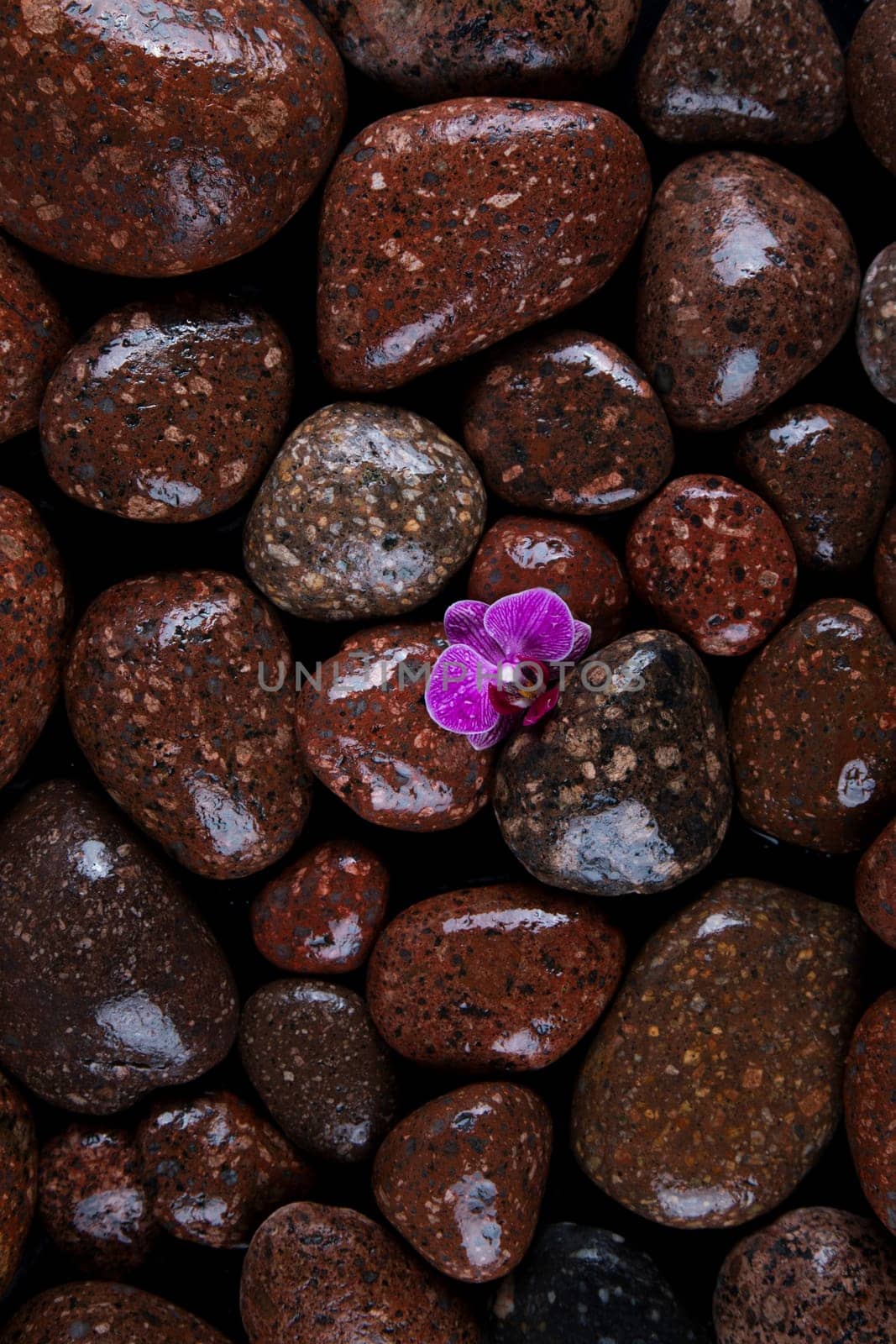 Stones in a purple and pink orchid flower