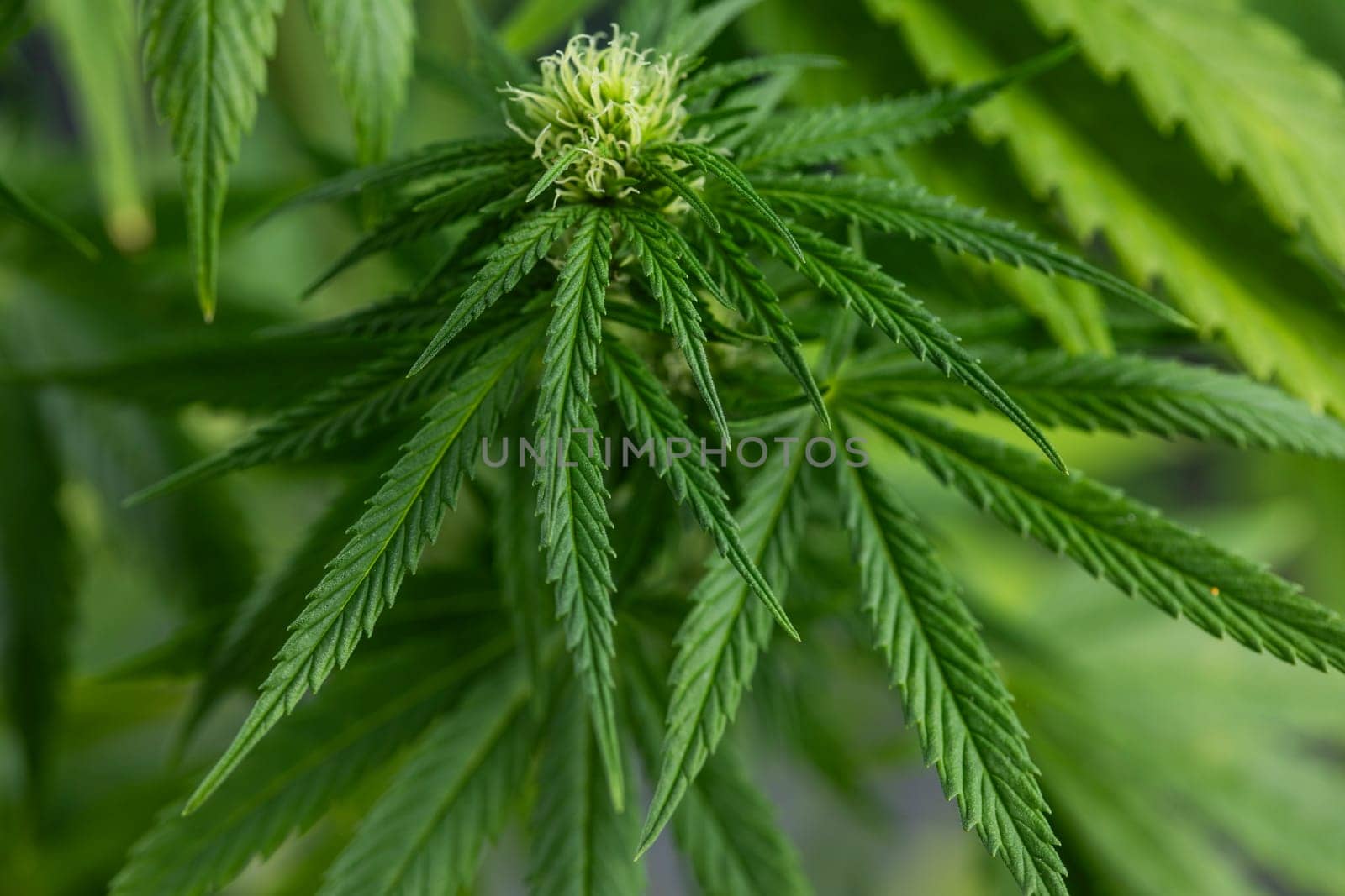 Close up view of green marijuana plant