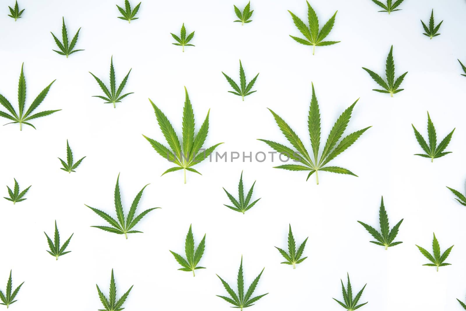 Cannabis leaf,marijuana isolated on white background
