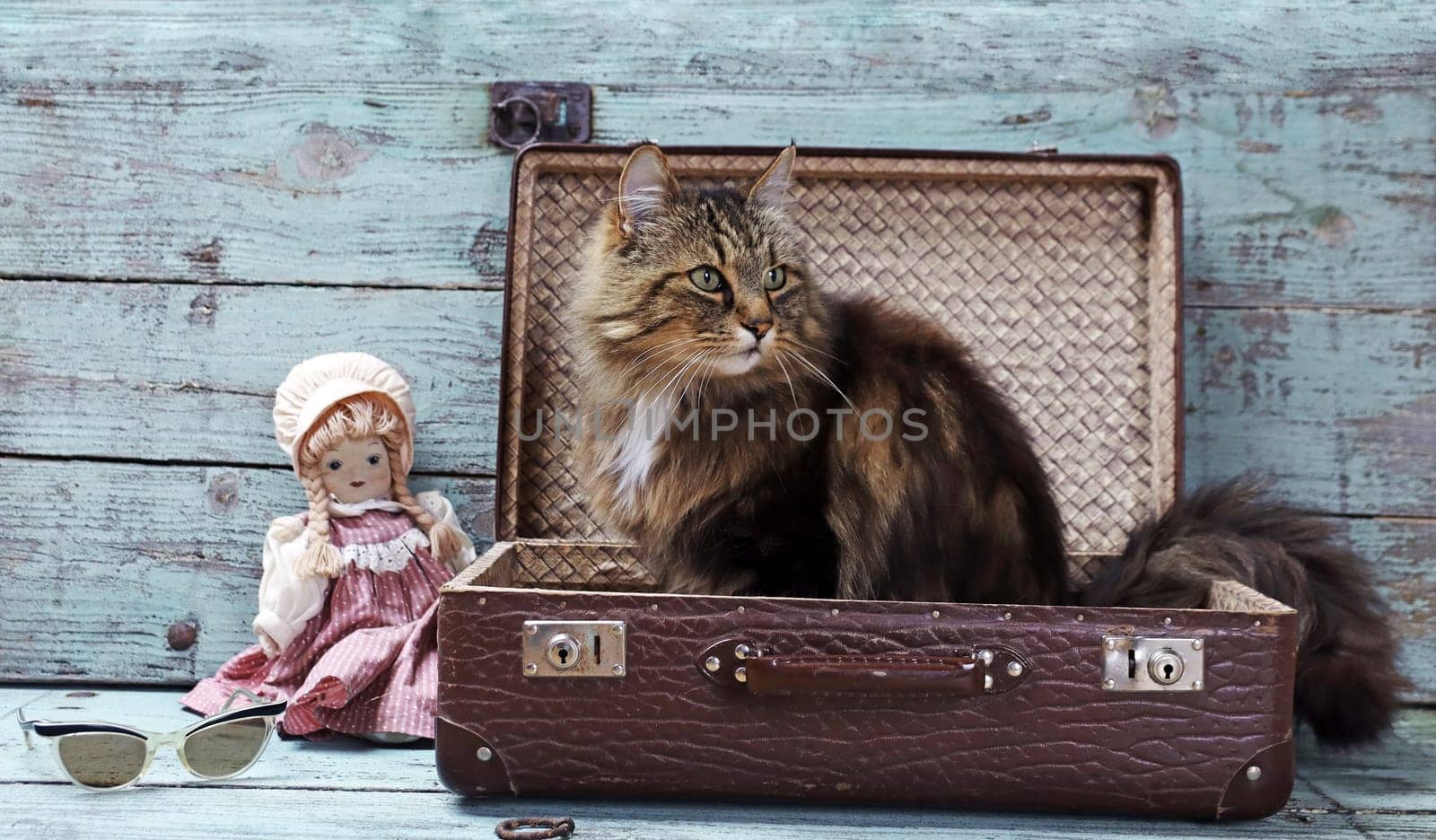 Vacation with pets. A cat sits in an old suitcase