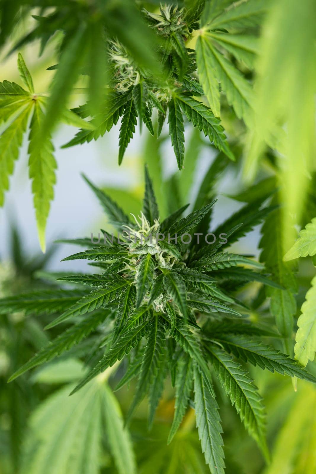 Cannabis leaf and marijuana plant. medical marijuana cannabis