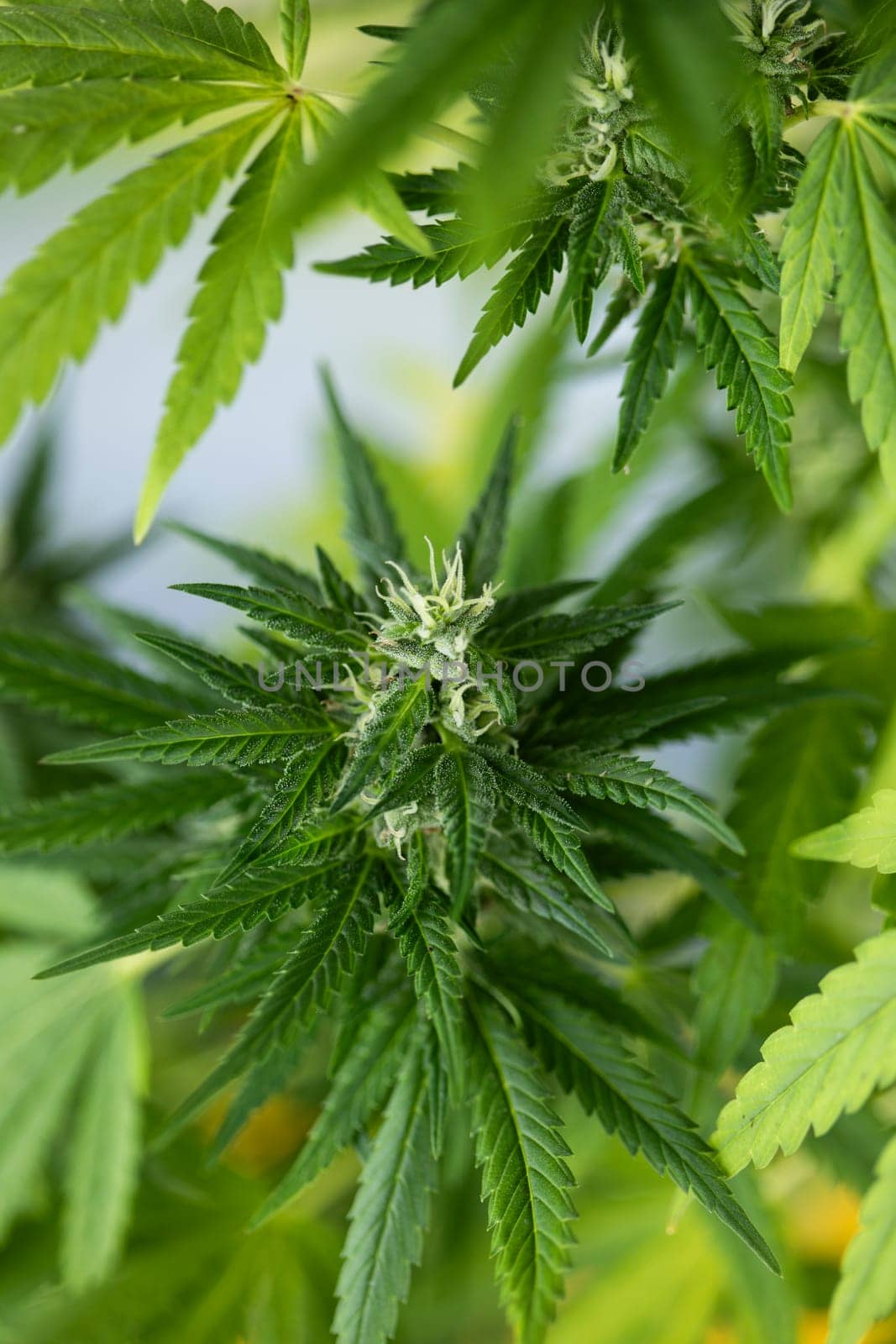Close up view of green marijuana plant