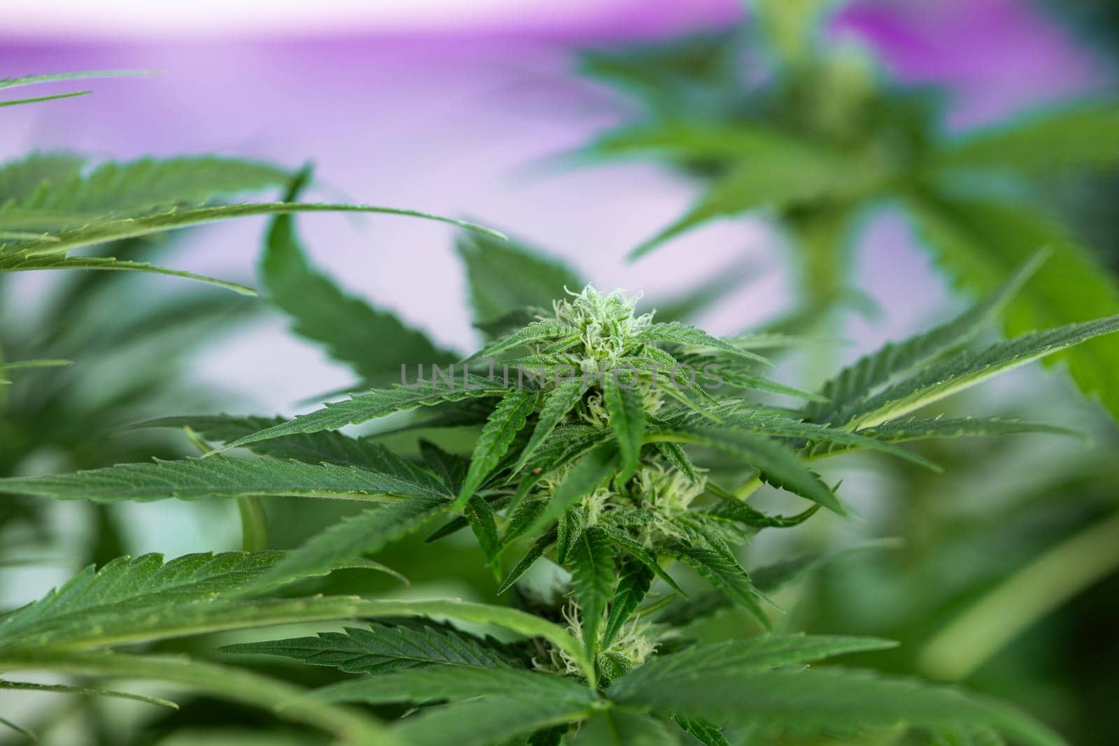 Cannabis leaf and marijuana plant. medical marijuana cannabis