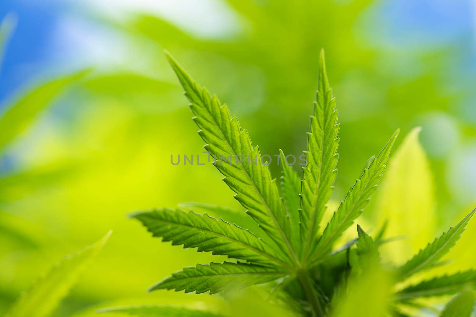 Cannabis leaves, Hemp medical plant, Marijuana