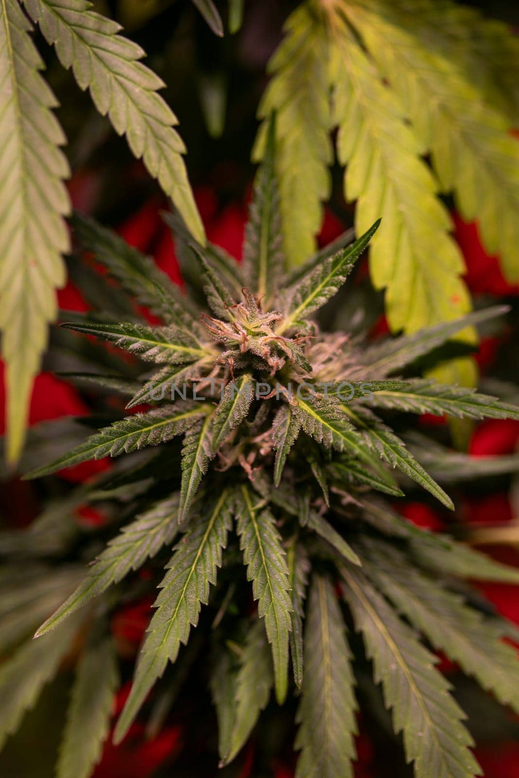 Weed medicine leaf, Grow indica flowering, Cannabis plant, Marijuana