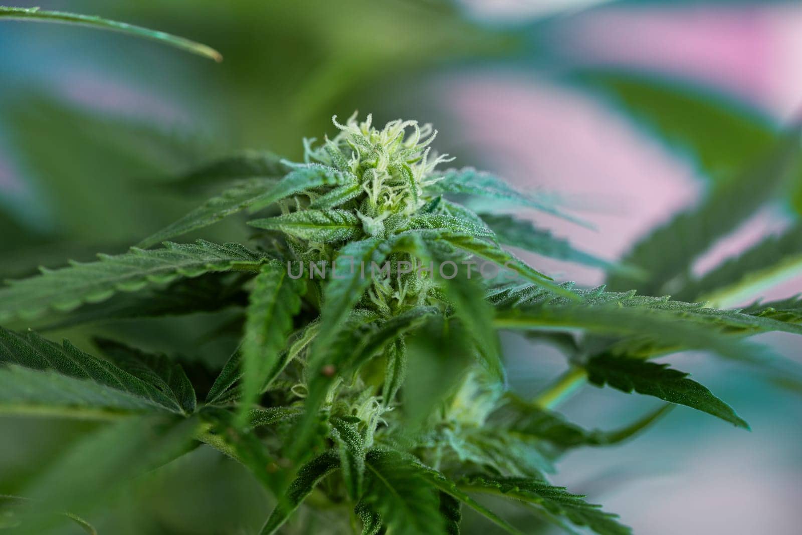 Cannabis leaves, Hemp medical plant, Marijuana
